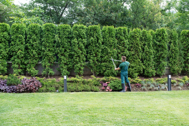 Best Lawn Drainage Solutions  in Carbondale, CO