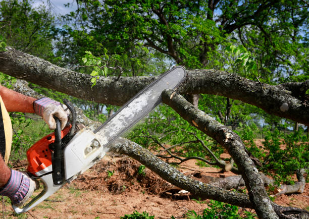 How Our Tree Care Process Works  in  Carbondale, CO